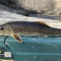 White Sucker sitting on tackle box wallowing in its defeat