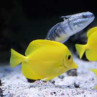 Yellow and Silver Marine Fish