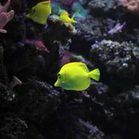 Yellow Angelfish