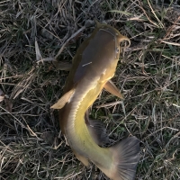 Yellow Bullhead (Ameiurus natalis) one of the lesser Gatofishes