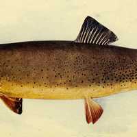 Yellowstone cutthroat - Oncorhynchus clarkii