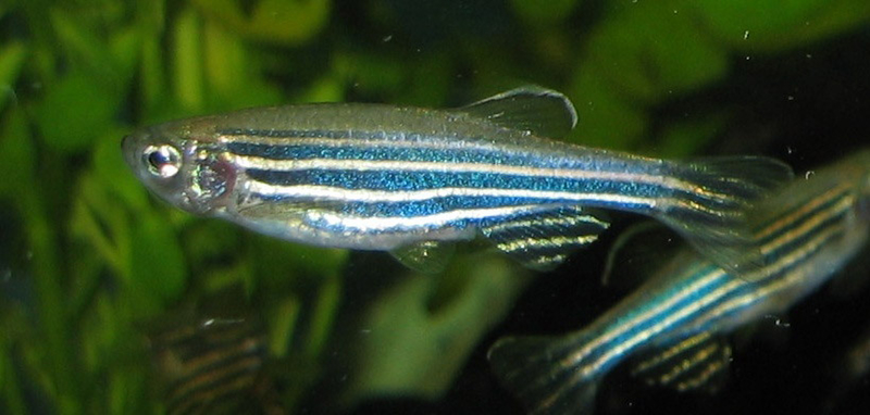 zebrafish point to ancient origin of sleep