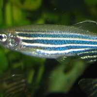 Zebrafish - Danio rerio