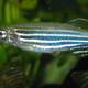 Zebrafish - Danio rerio