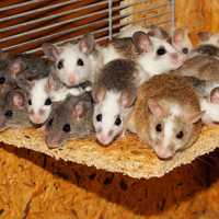 A group of mice on a piece of wood