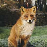 A Red Fox