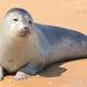 A seal on the beach