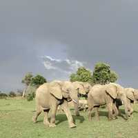 African Elephants Walking across the grassland