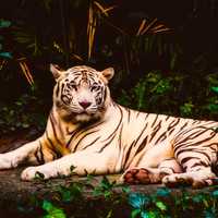 Albino Tiger resting