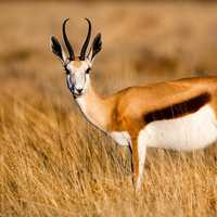 Antelope Standing in the Grass