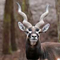 Antelope with horns