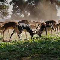 Antelopes Locking Horns fighting
