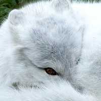 Arctic Fox Curled up in a ball