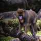 Baboon walking over log