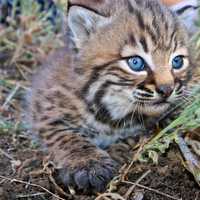 Baby Bobcat Kitten