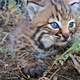 Baby Bobcat Kitten
