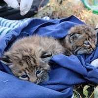 Baby Bobcats wrapped in blue blanket