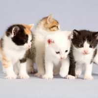 Baby kittens in a group