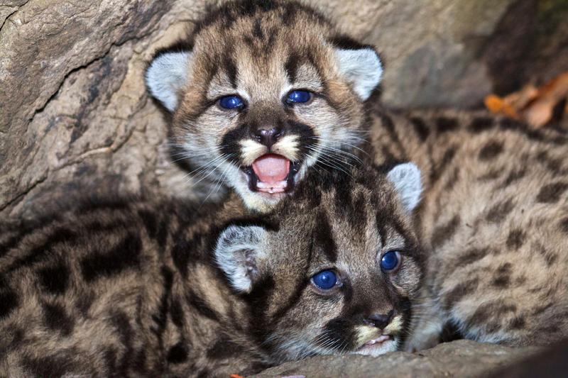 Baby Mountain Lion Kittens Image Free Stock Photo Public Domain Photo Cc0 Images