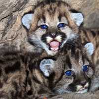 Baby Mountain Lion Kittens