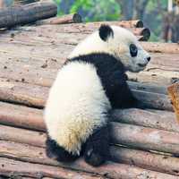 Baby Panda Bear climbing on some logs