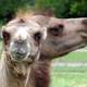 Bactrian Camels - Camelus bactrianus