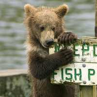 Bear chewing on the sign