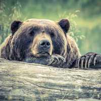 Bear Peering over a fallen tree