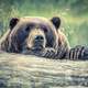 Bear Peering over a fallen tree