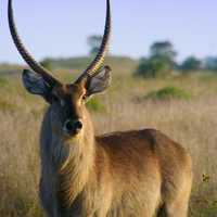 Beautiful Impala Antelope in the wild