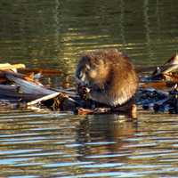 Beaver on top of his dam