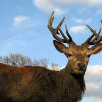 Big Deer Buck with Antlers