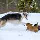Big Dog playing with two small dogs in the snow