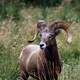 Bighorn Ram Closeup