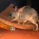 Bilby with a mouse