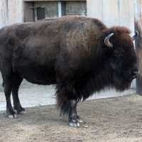 Bison