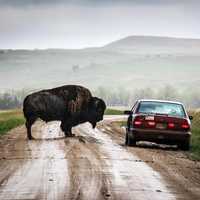 Bison by the car