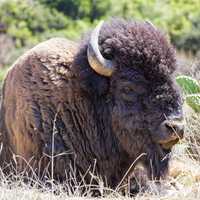 Bison sitting in the Grass