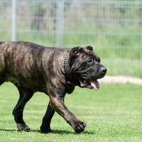 Black Bulldog 