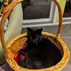 Black cat in a basket