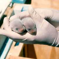 Black-footed ferret kits held in hand