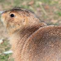 Black-tailed Prairie Dog