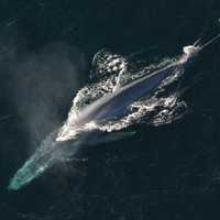 Blue Whale(Balaenoptera musculus)
