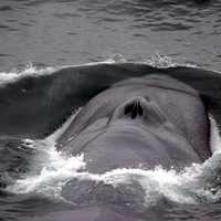 Blue Whale Blowhole