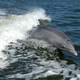 Bottlenose Dolphin Tursiops truncatus