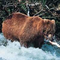 Brown Bear catching Salmon