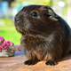 Brown Guinea Pig