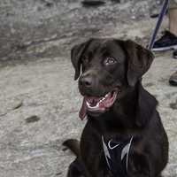 Brown Labrador Retriever Dog