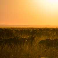 Buffalo grazing in the grass