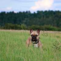 Bulldog standing in a field